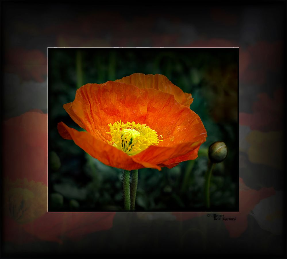 ROTER MOHN