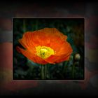 ROTER MOHN