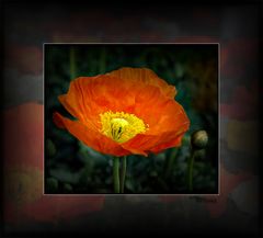 ROTER MOHN