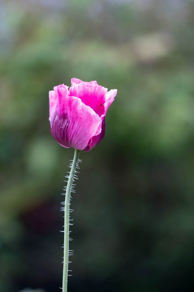 roter Mohn