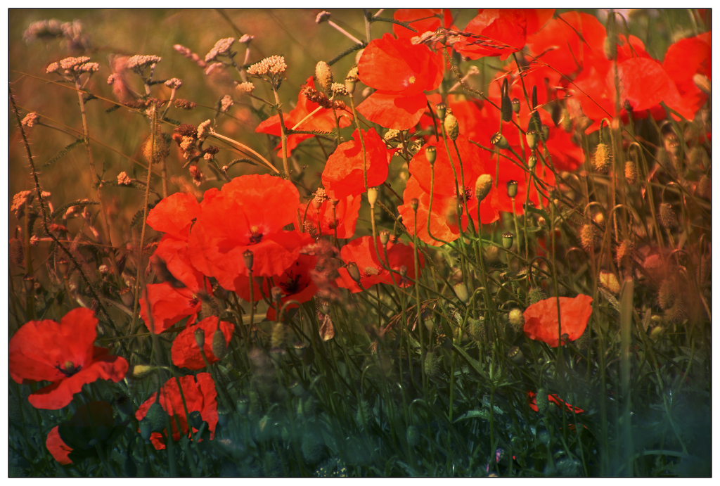 Roter Mohn