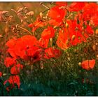 Roter Mohn