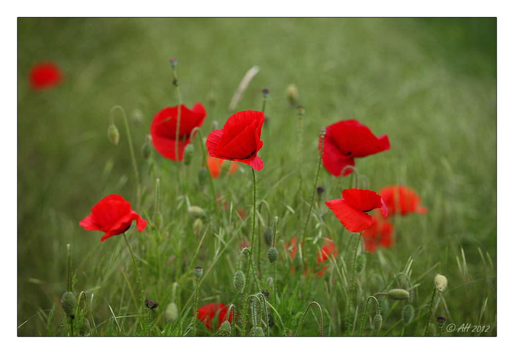 Roter Mohn