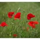 Roter Mohn