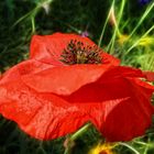 Roter Mohn