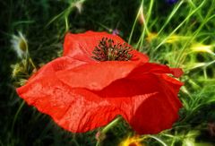 Roter Mohn