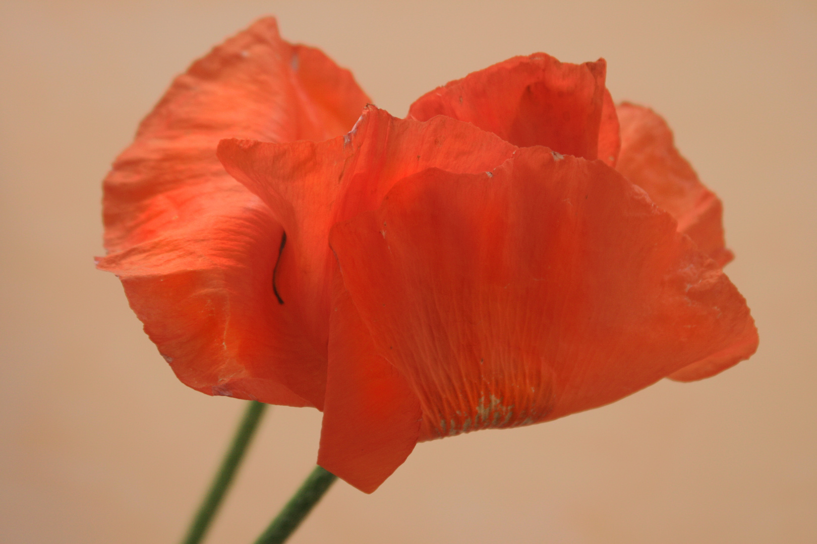 roter Mohn