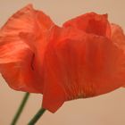 roter Mohn