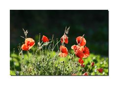 Roter Mohn....