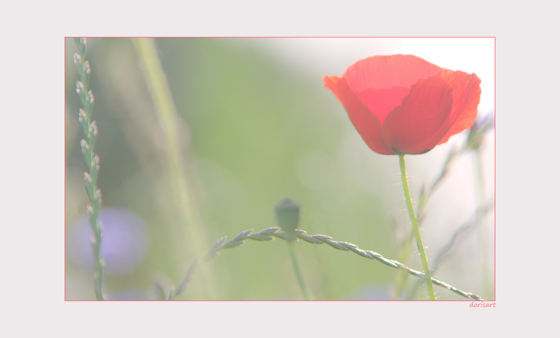 ROTER MOHN...