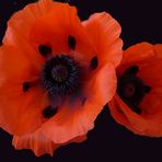 Roter Mohn