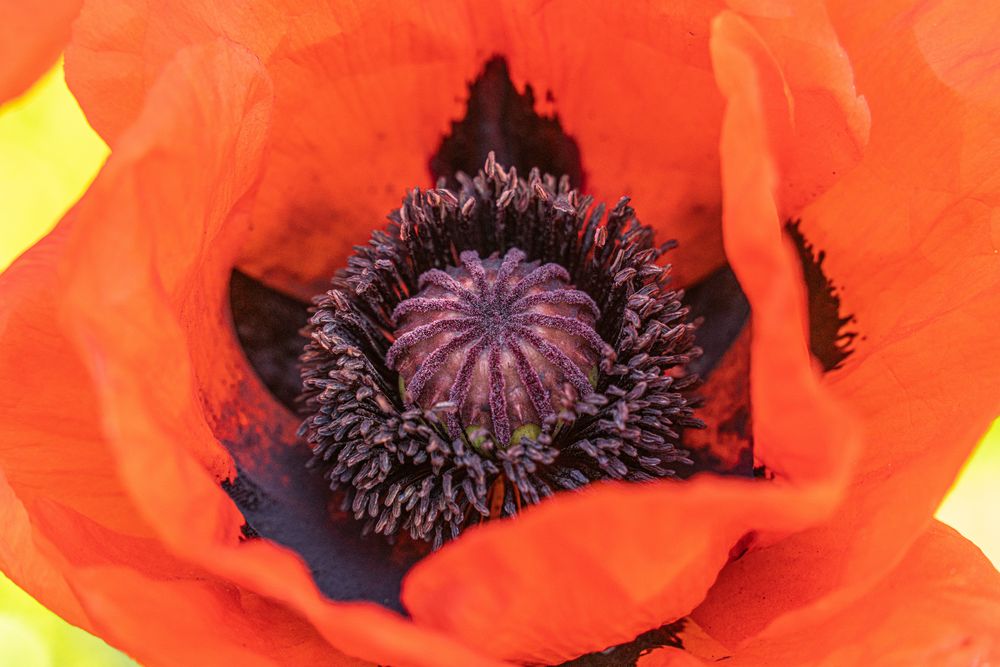 roter Mohn