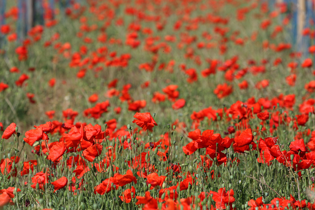 Roter Mohn