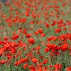 Roter Mohn