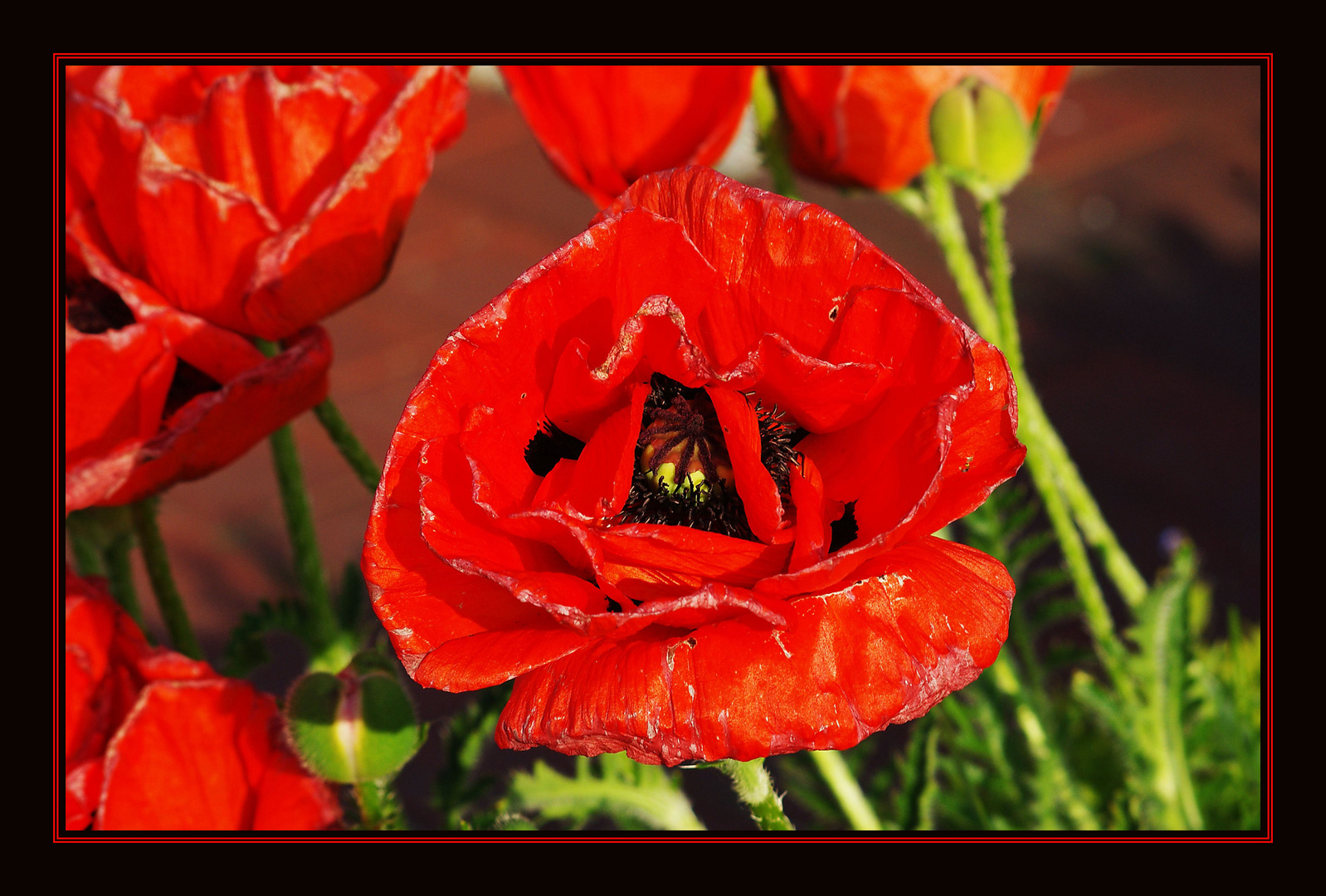 Roter Mohn