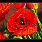 Roter Mohn