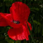 ROTER MOHN