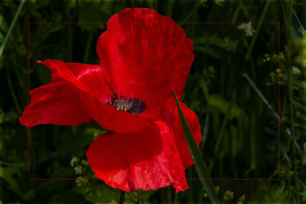 ROTER MOHN