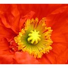 Roter Mohn