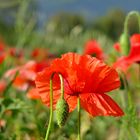 Roter Mohn