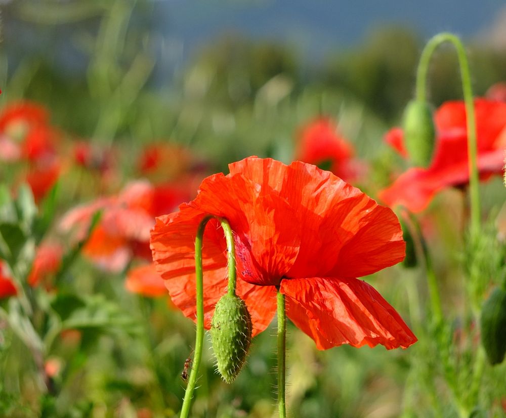 Roter Mohn