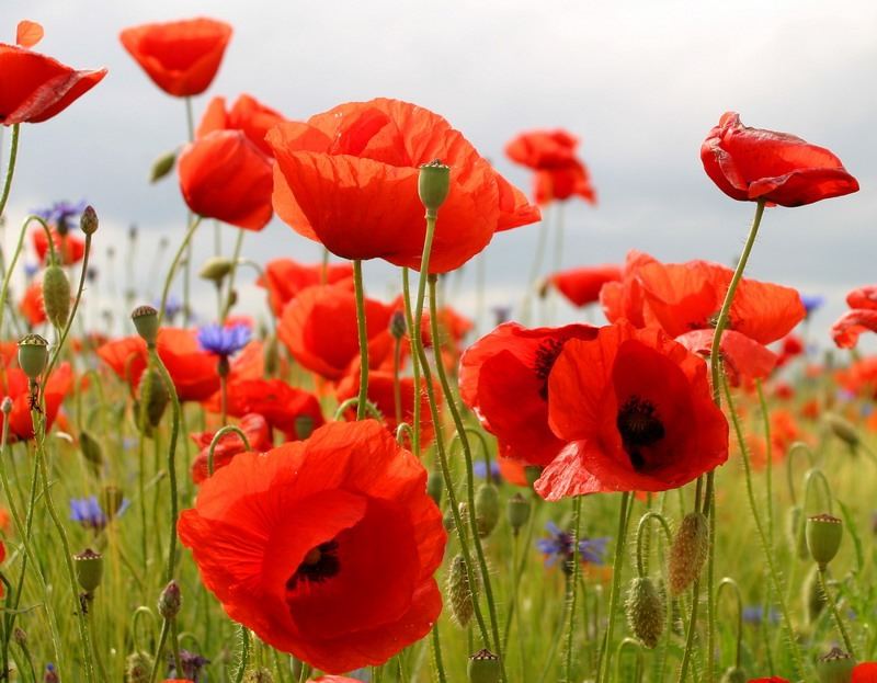 Roter Mohn