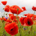 Roter Mohn