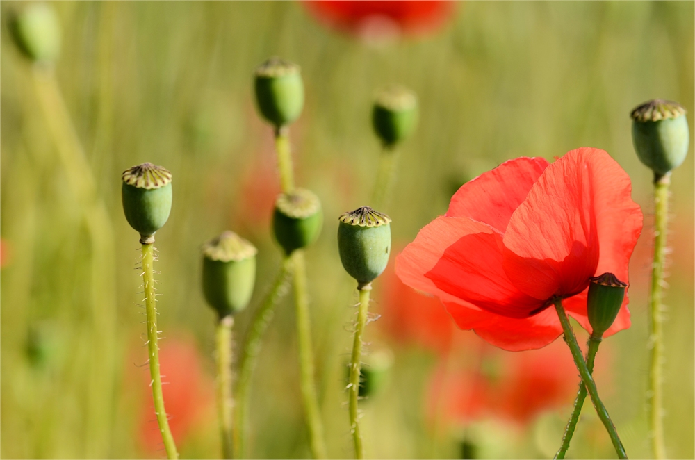 roter Mohn...