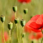 roter Mohn...