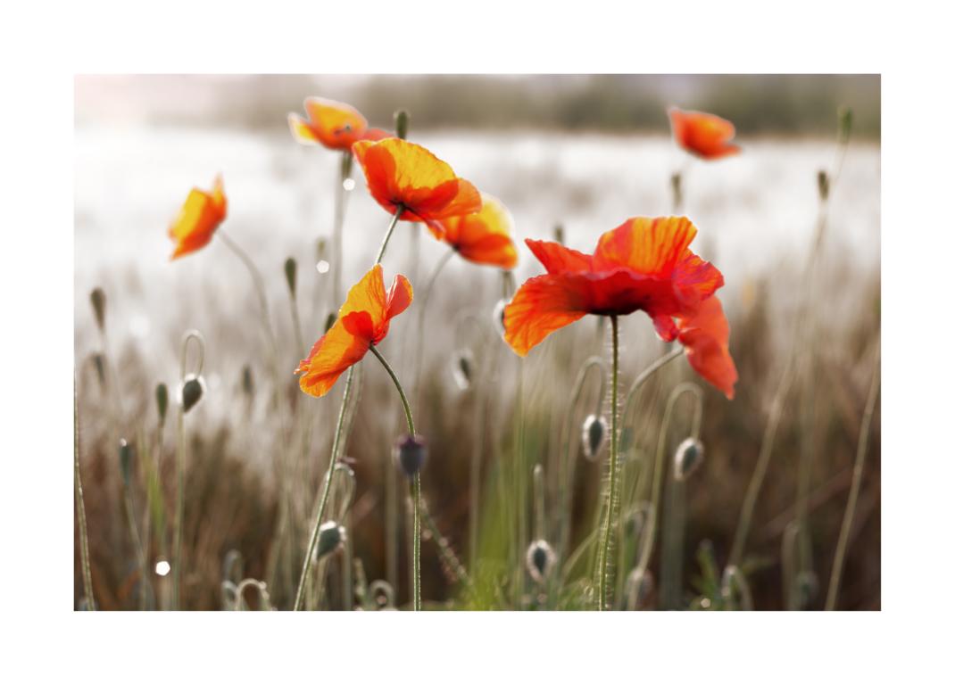 Roter Mohn