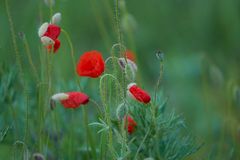 roter Mohn 