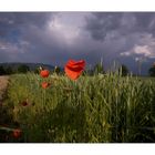 roter Mohn