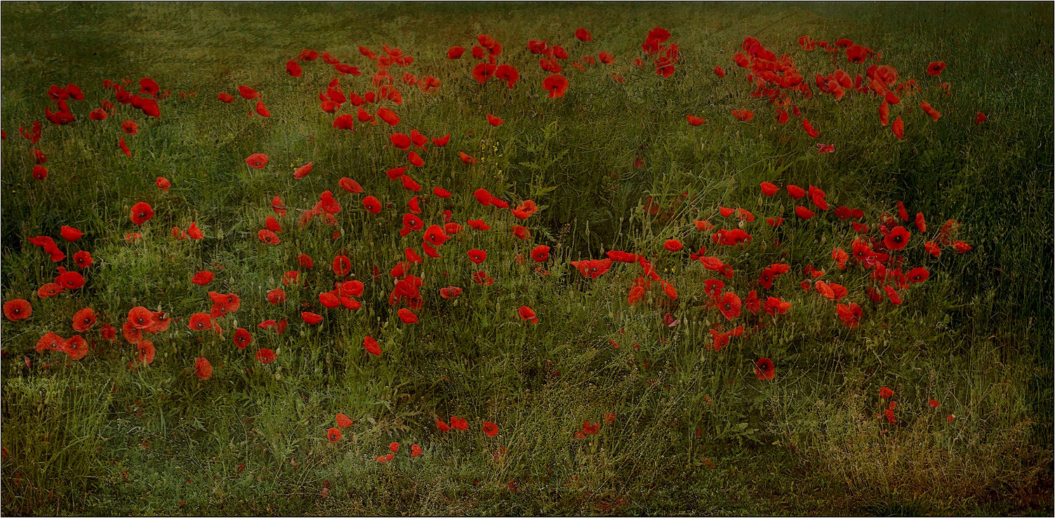 ~~ Roter Mohn ~~