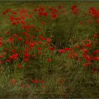 ~~ Roter Mohn ~~