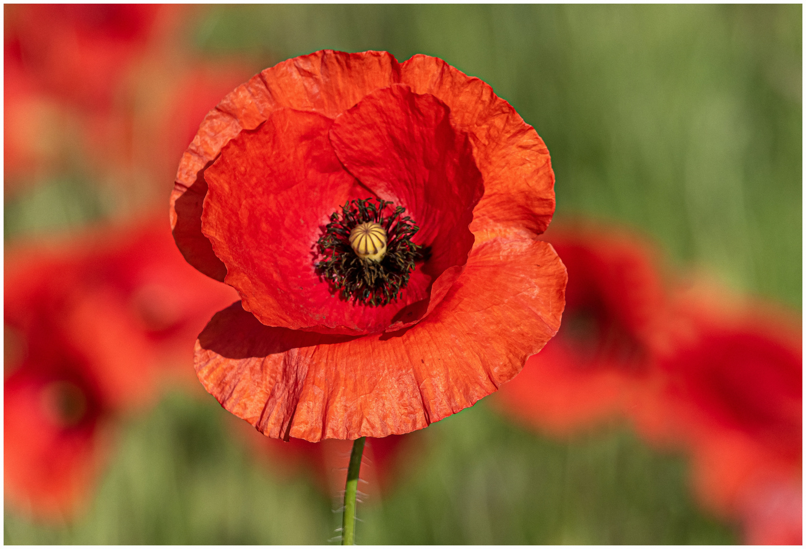 Roter Mohn