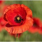 Roter Mohn