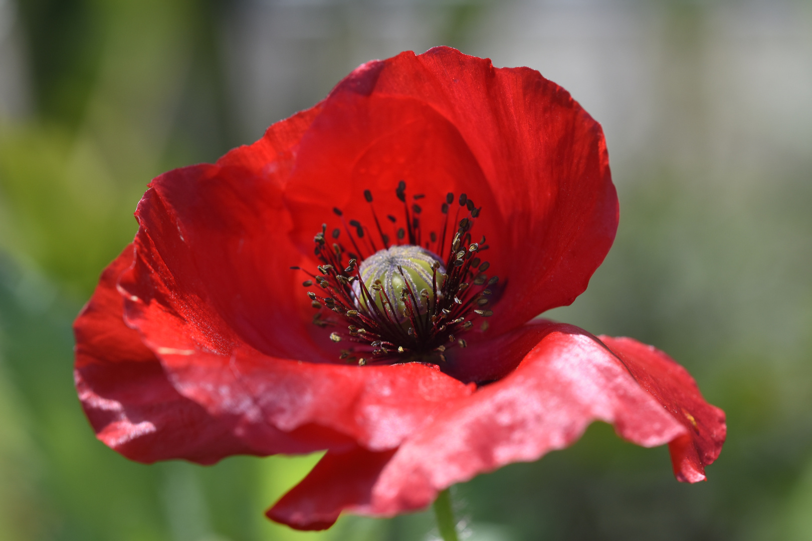 roter Mohn