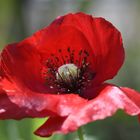 roter Mohn