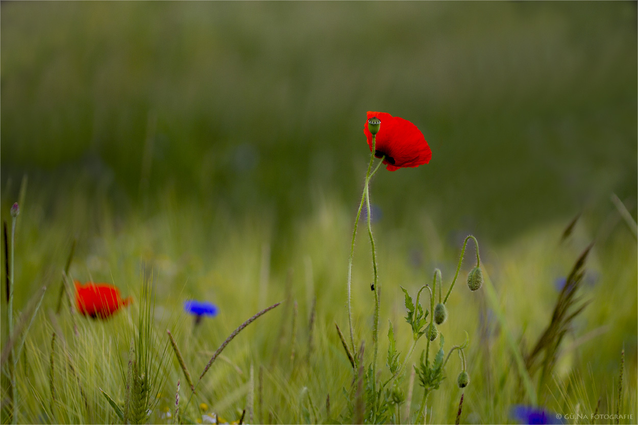 Roter Mohn.....