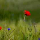 Roter Mohn.....