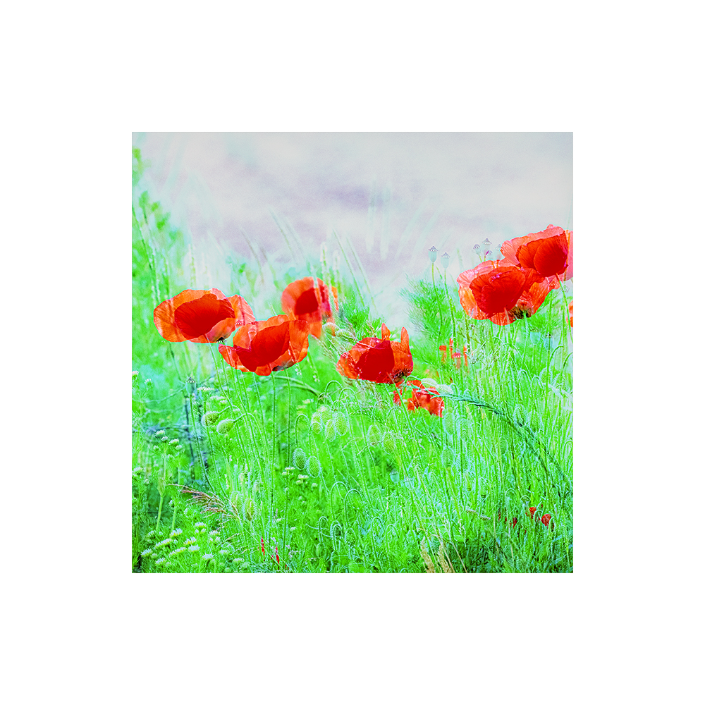 Roter Mohn