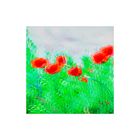 Roter Mohn