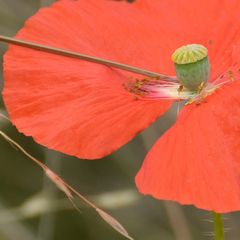 Roter Mohn