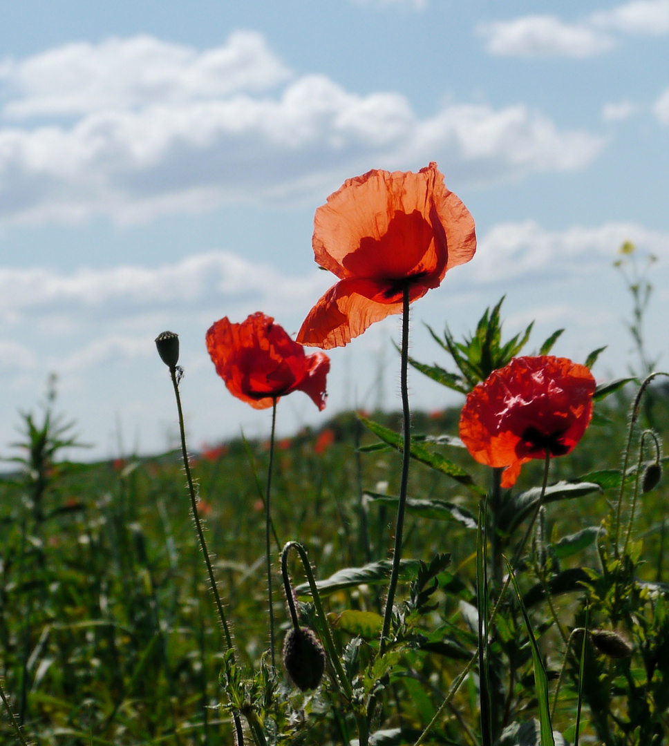 Roter Mohn....