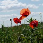 Roter Mohn....