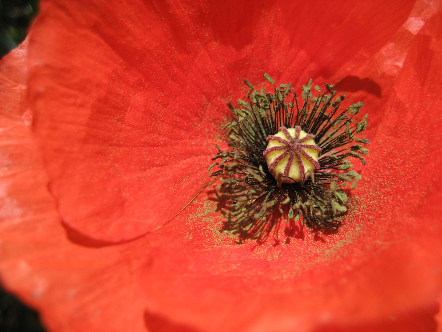 Roter Mohn