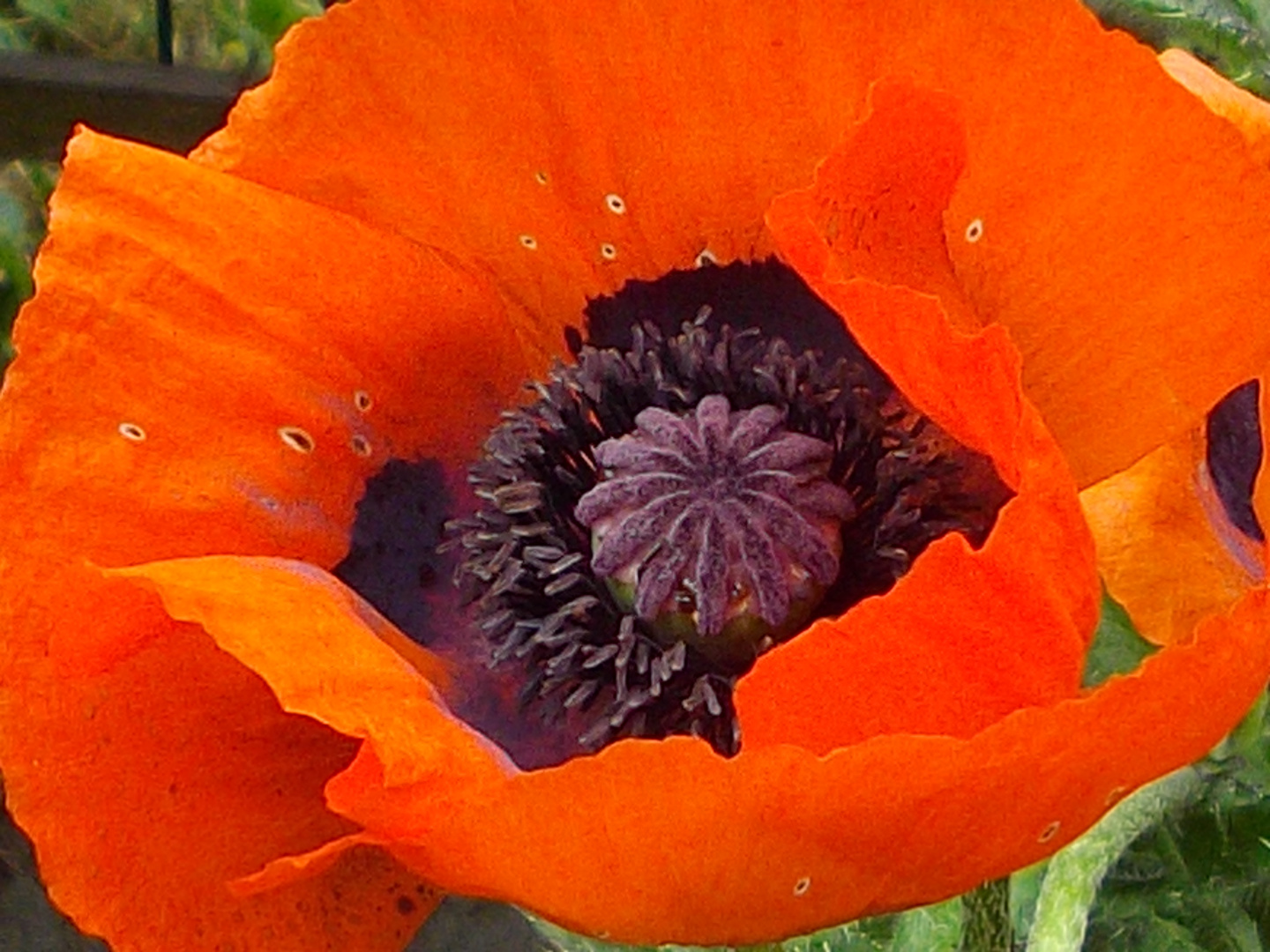 roter Mohn