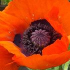 roter Mohn