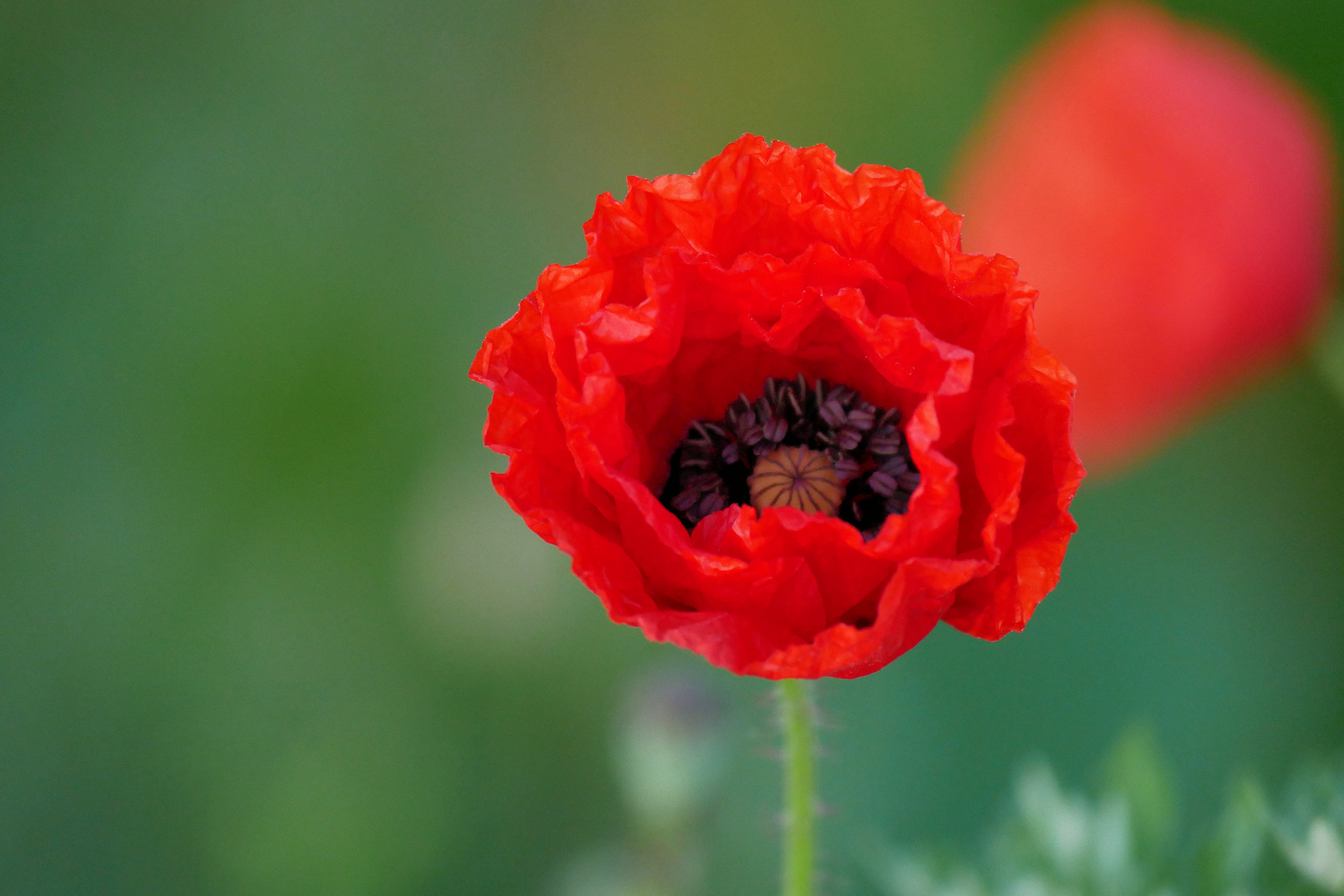 roter Mohn 