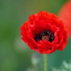 roter Mohn 